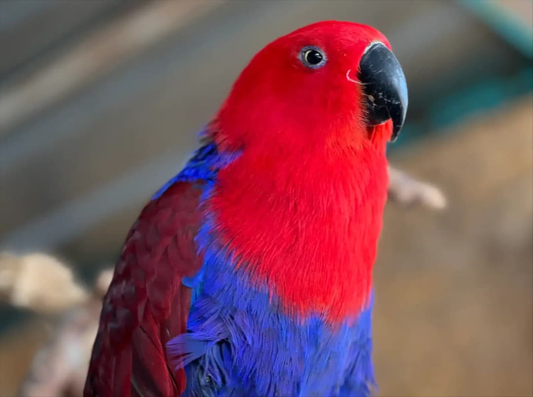 Grădina Zoologică Burgas (5/6)